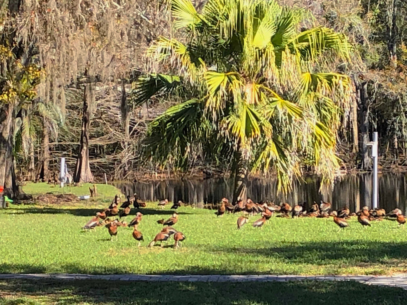 See these black bellied whistling ducks up close at Campers Holiday.