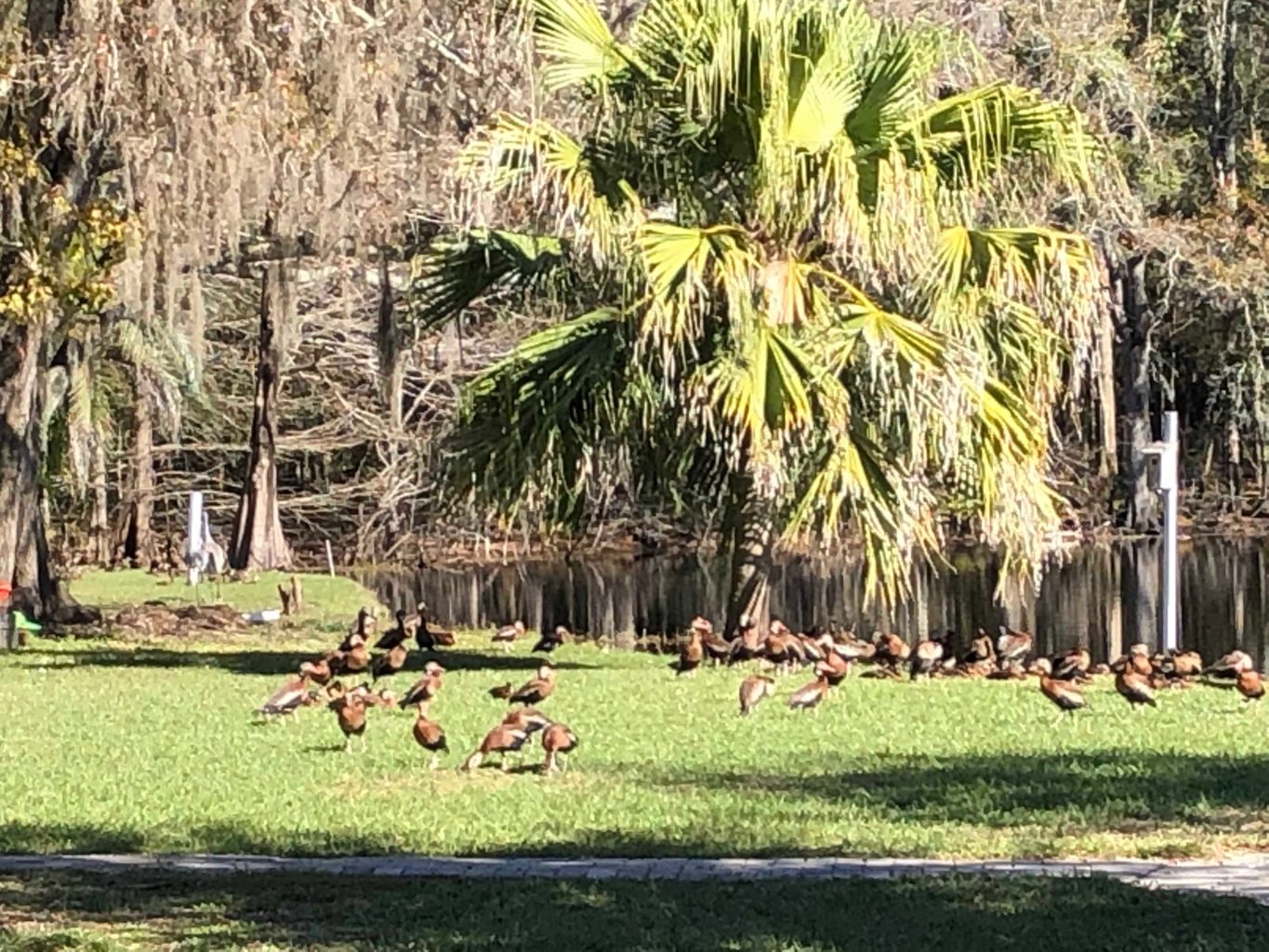 See these black bellied whistling ducks up close at Campers Holiday.