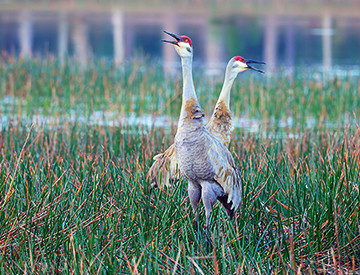 Florida RV Campground with Good Bird Watching